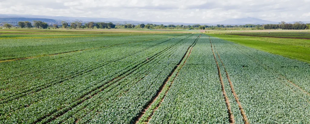 Fields of broccoli