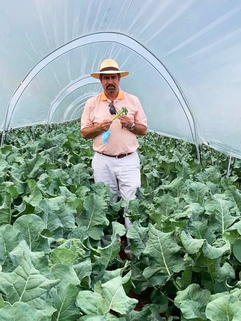 New World Farms supplies Bimi® Baby Broccoli to grocery stores and restaurants across the United States