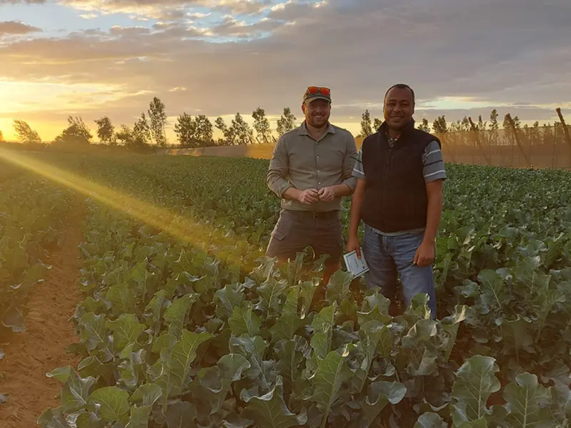 Agricultores de Brócoli Bimi®