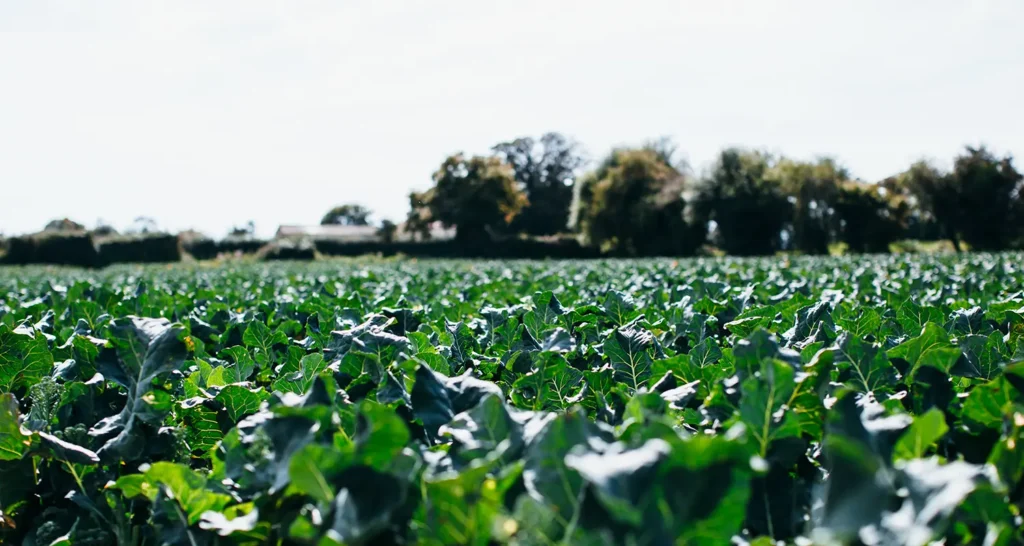 Field shot of Tenderstem Farm
