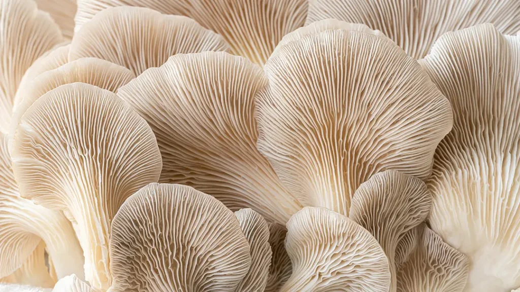 Summer Chocolate Oyster Mushroom Fans by Kate Ireland - shortlisted in M&S Food Rising Star category.