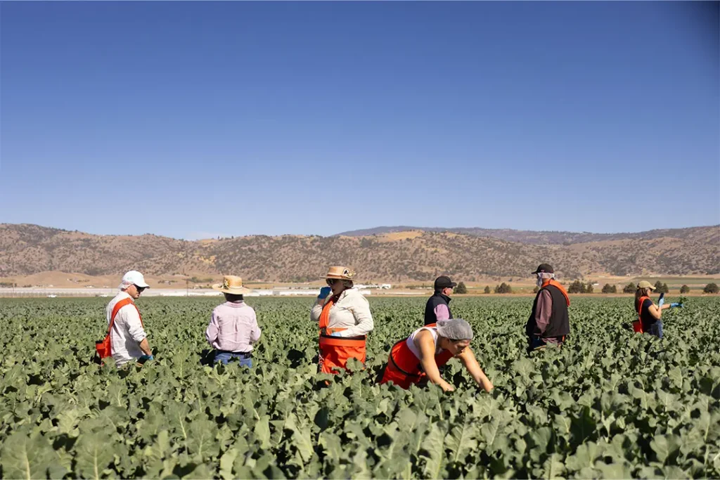 Cal-Organic Farms® in Tehachapi, California, immersive Bimi® field-to-table experience