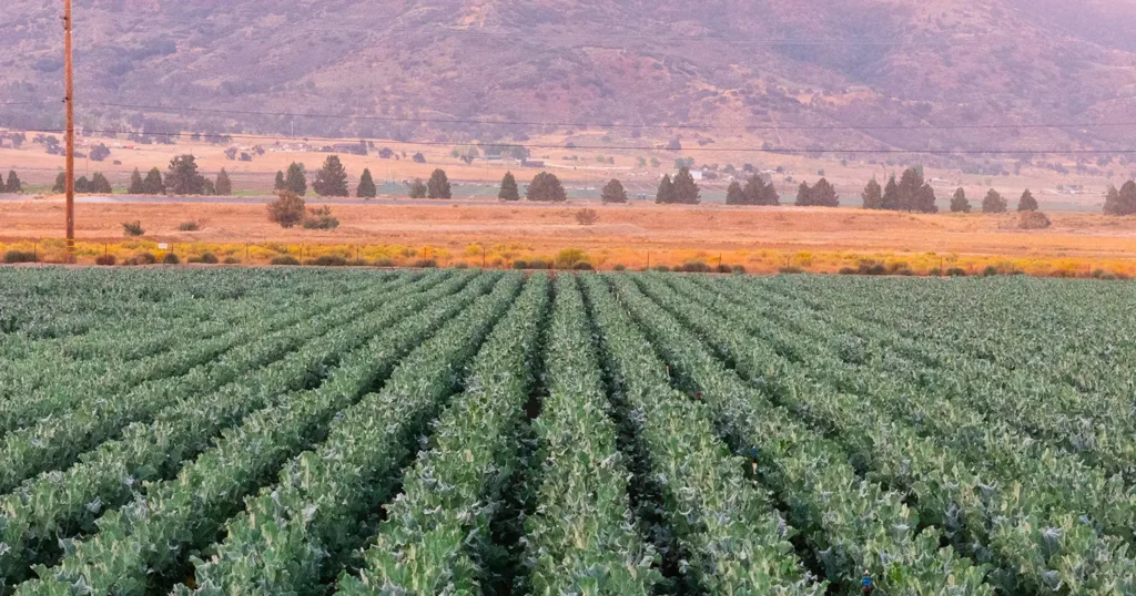 Field of Bimi Baby Broccoli